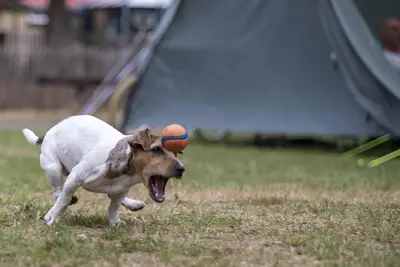 Brincar pet: Por que meu pet brinca muito? Melhores dicas