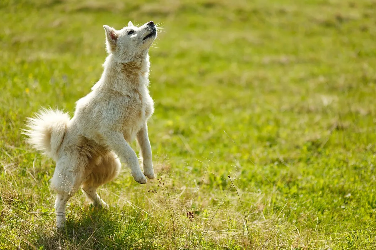 dog, trick, animal, pet, bounce, rack