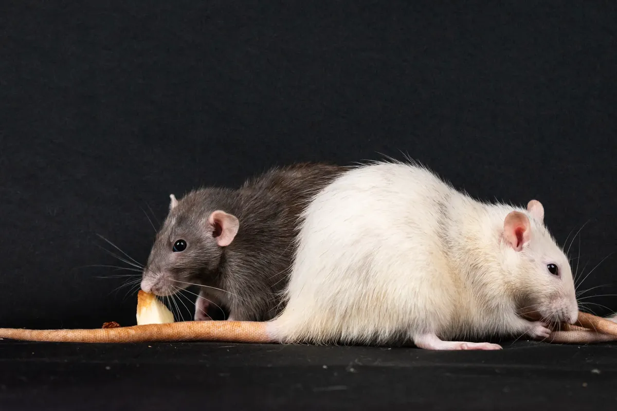 Two pet rats enjoying food against a black background, highlighting rodent companionship.