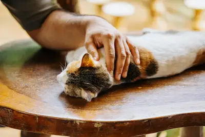 Changements d'humeur animaux : guide pour comprendre leur état