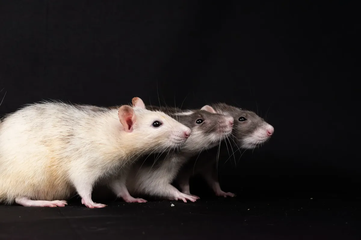 Three domestic rats lined up on a black studio background, showcasing their distinctive fur patterns and inquisitive nature.