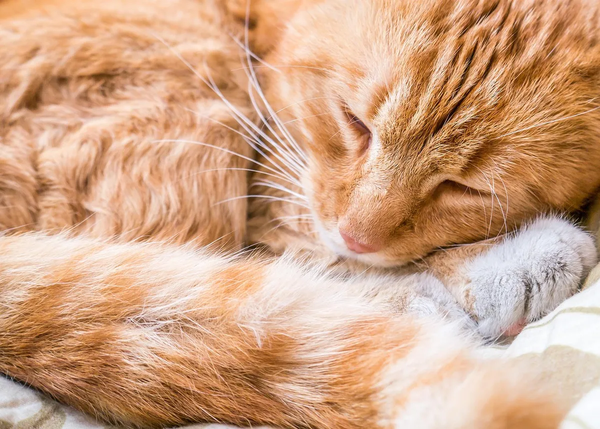 cat, ginger, pet, cute, nature, animal, feline, mammal, kitten