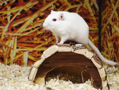 Scelta accessori animali piccoli: consigli per la cura quotidiana