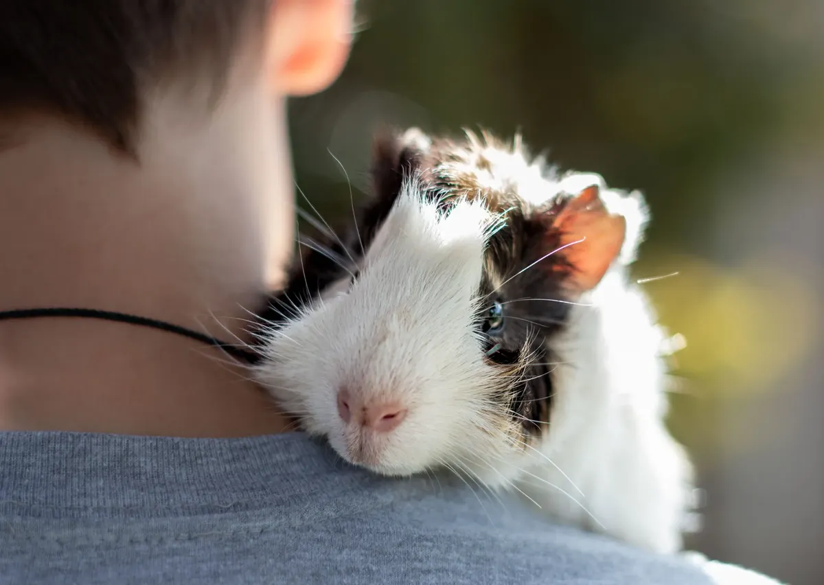 Guinea pig cuddling on a person's shoulder in a sunny outdoor setting, showcasing a bond between pet and owner.