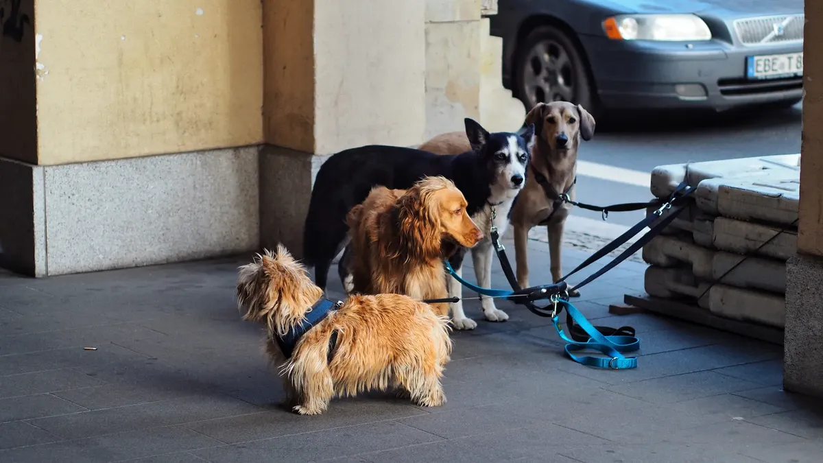 Four dogs on leashes waiting outdoors in the city. Urban pet scene.