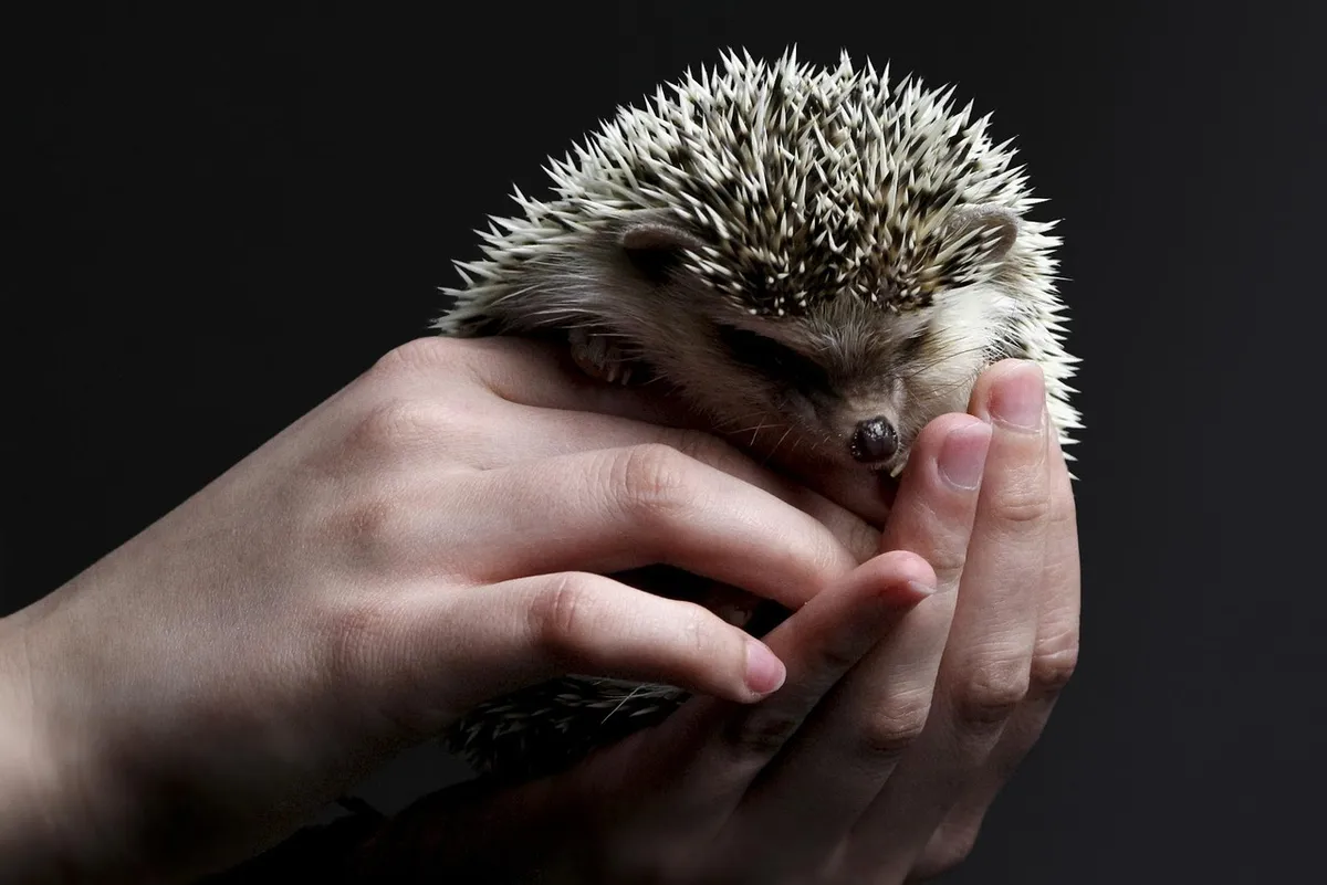 animal, nature, hedgehog, pet, mammal, species, fauna, prickly