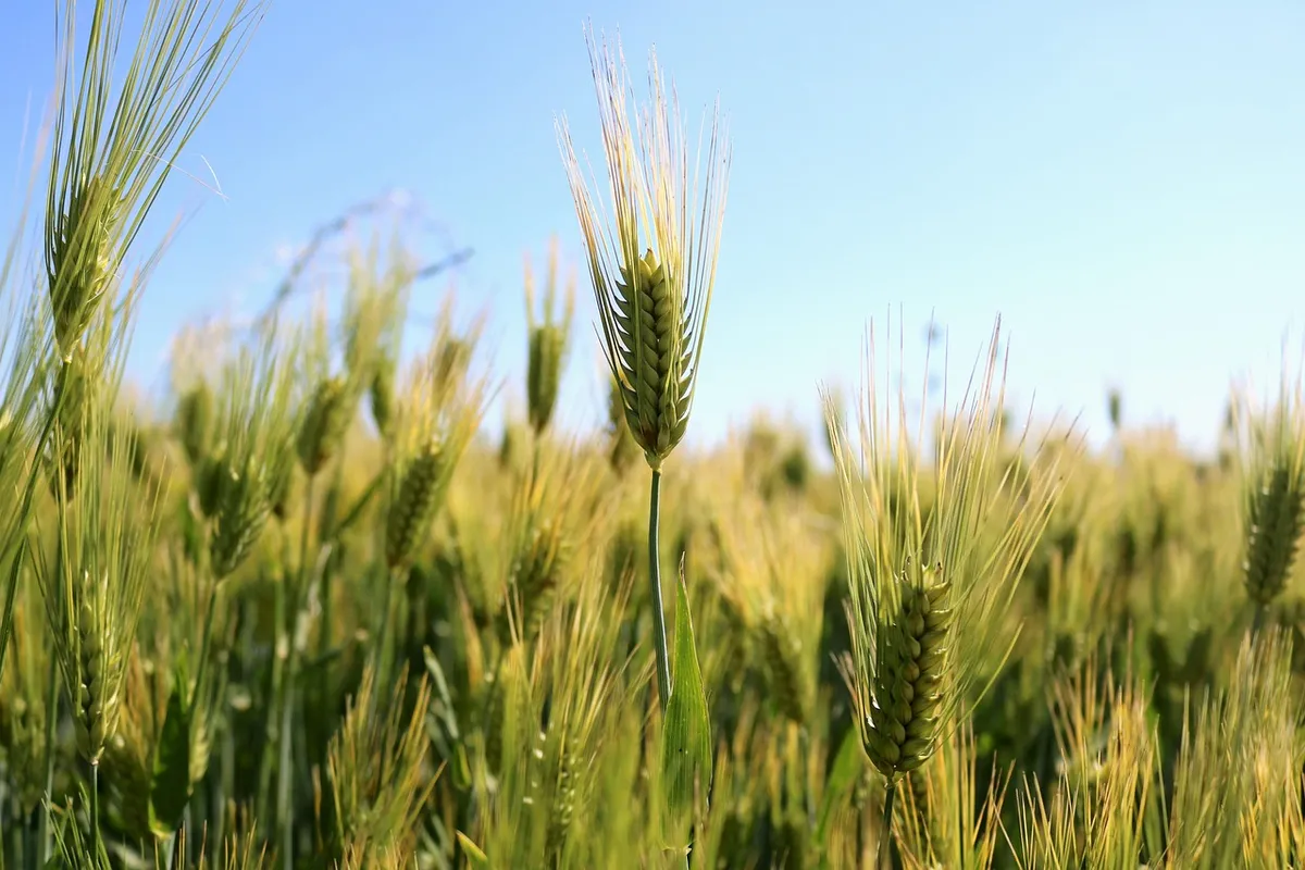 wheat, wheat field, gluten, agriculture, grain, food, crop, gluten, gluten, gluten, gluten, gluten