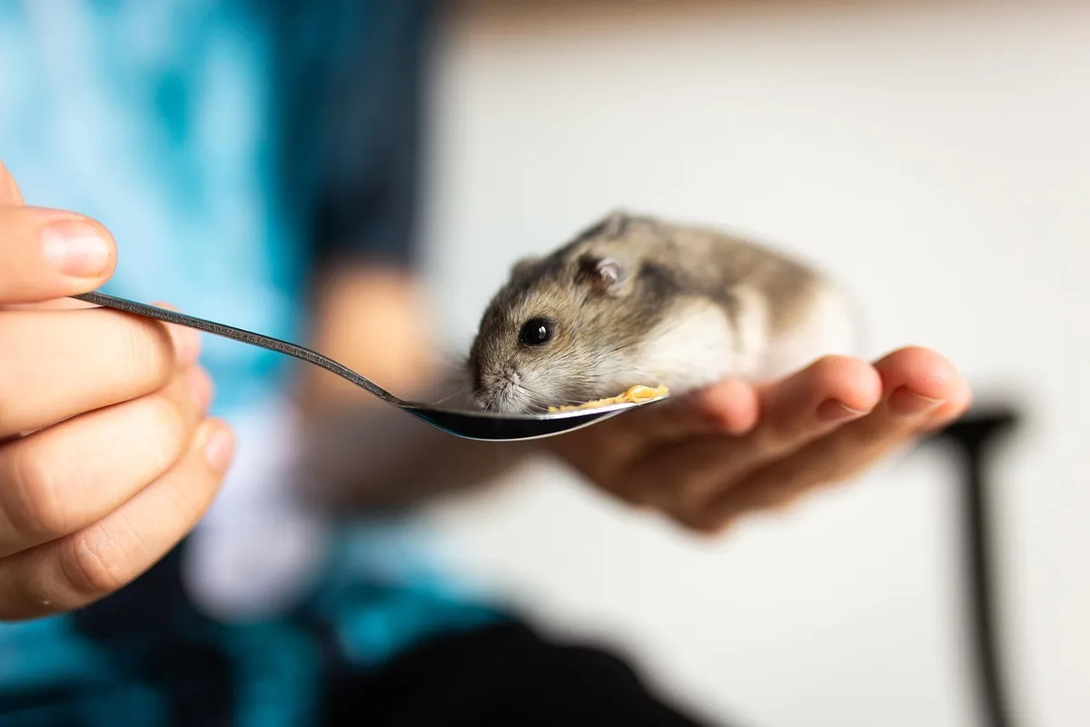 hamster, pet, mammal, animal, creature, whiskers, soft, nature, cute