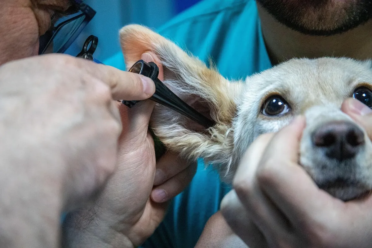 medicine, veterinary, equipment, ear examination, dog, care, pet, veterinarian, doctor, infection, ear, scabies, pain, itching, treatment, animal, diagnosis