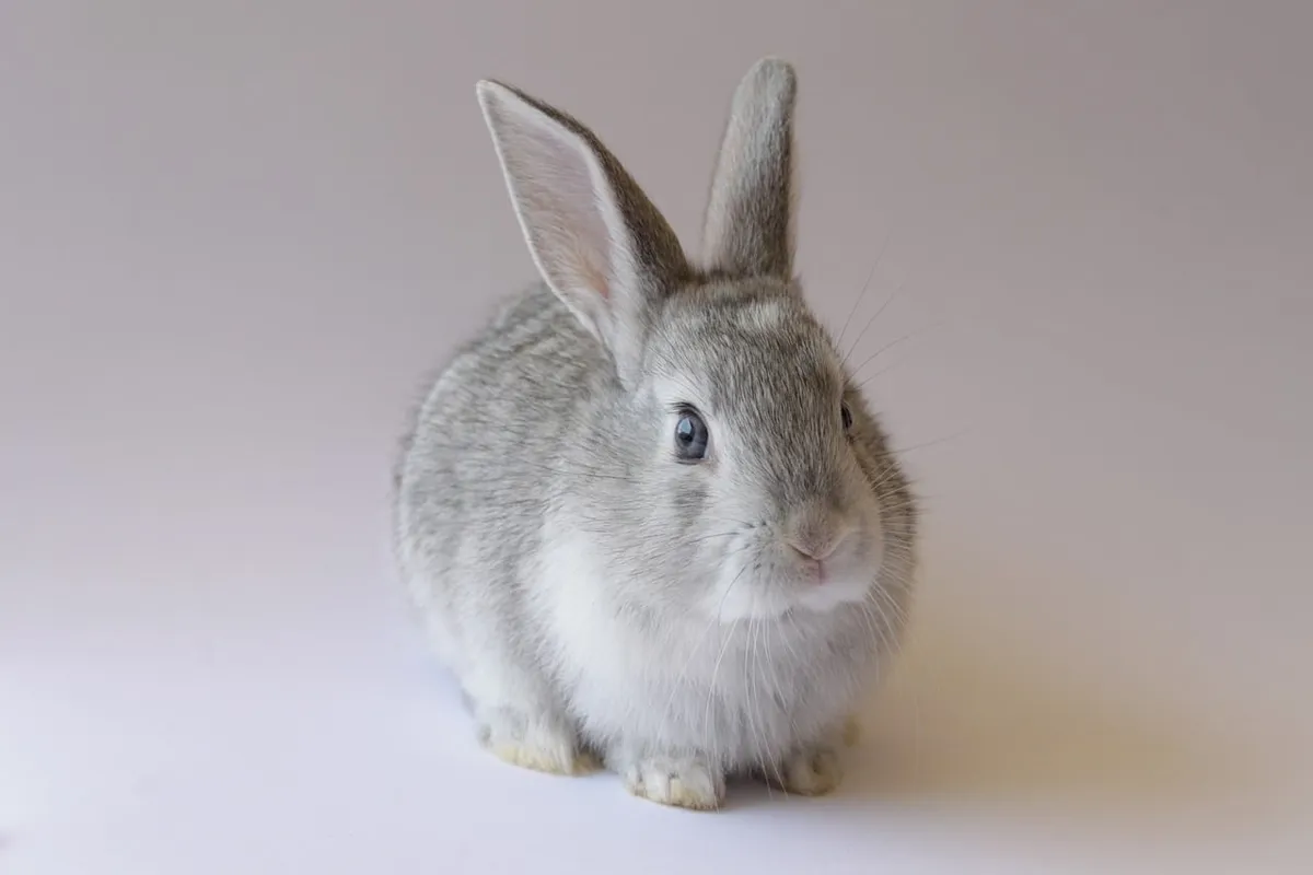 bunny, rabbit, animal, pet, cute, easter, nature, eastercollection