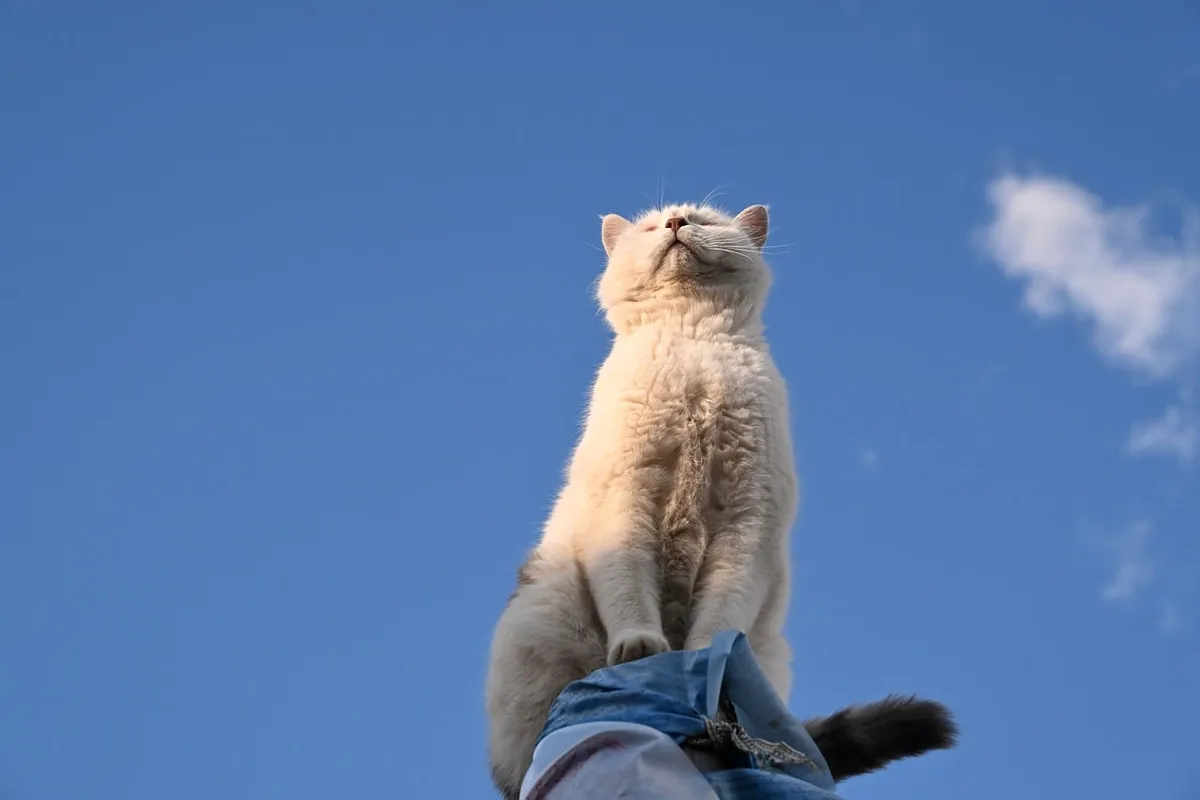 고양이, 귀여운, 반려동물, 동물, 자연, 하늘, 따뜻한
