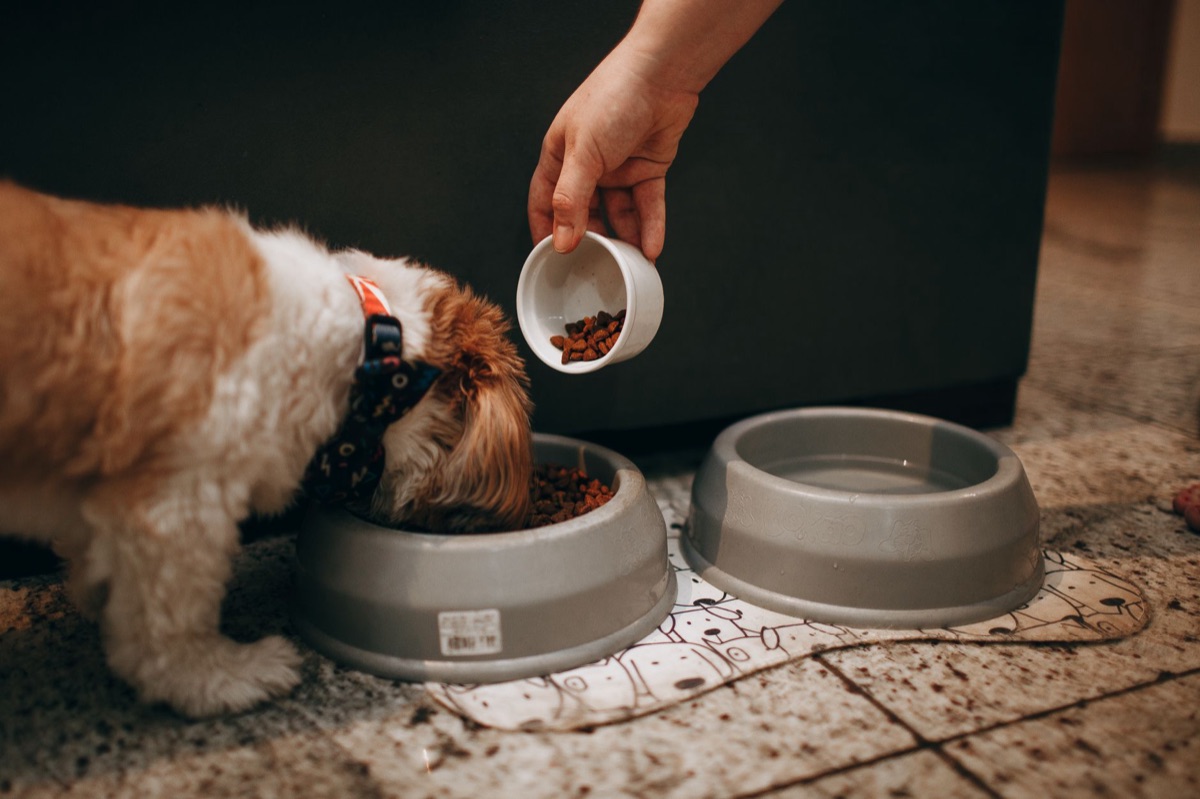 Fresh dog food in a ceramic bowl