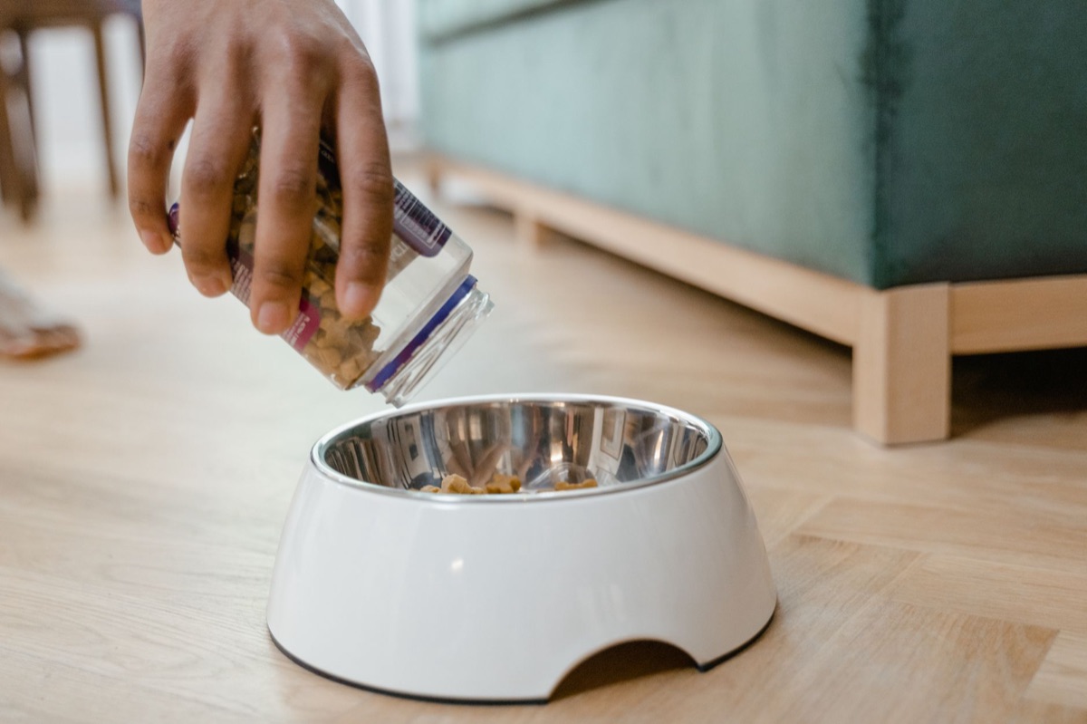 Comida para perros servida en un cuenco limpio