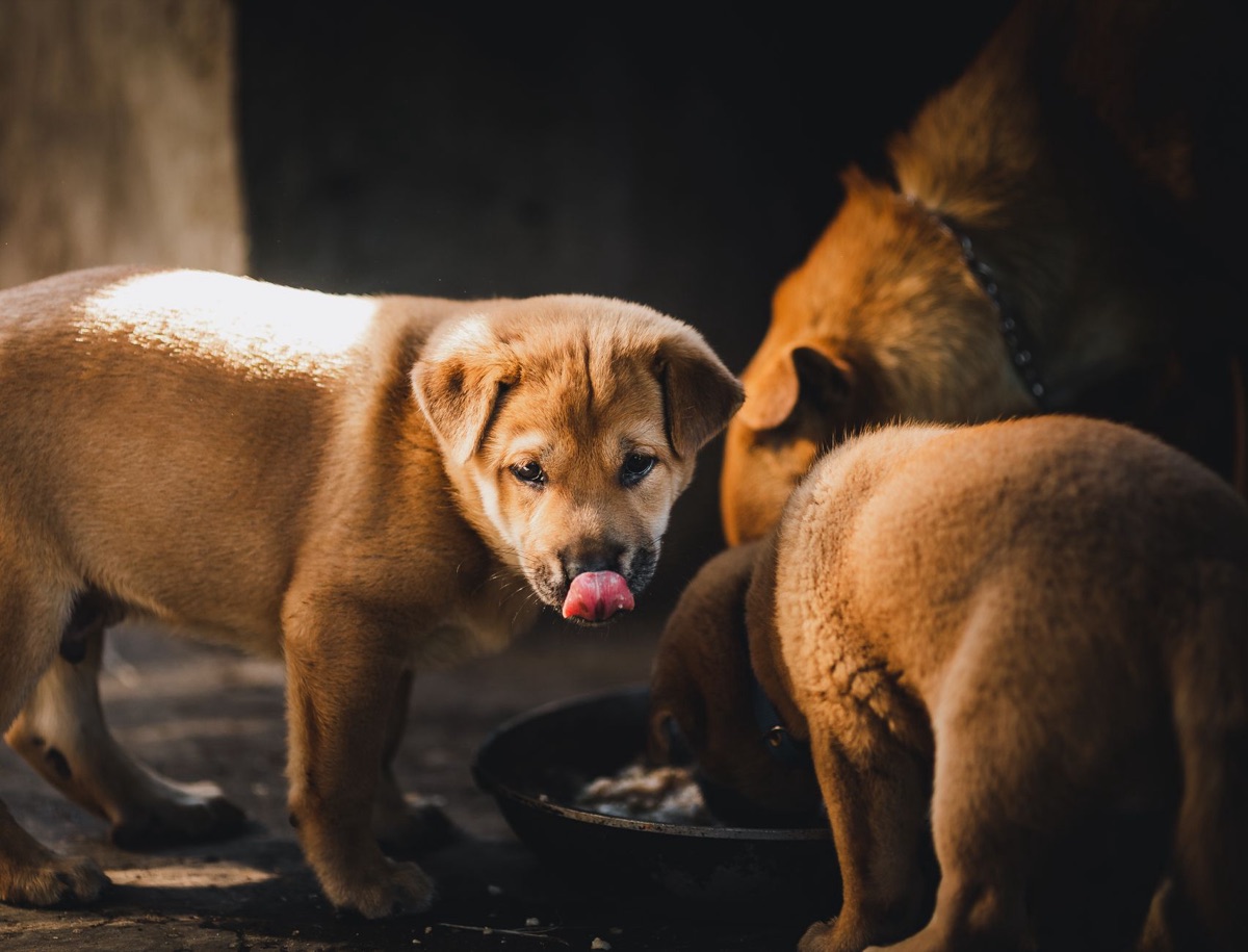 gamelle de nourriture pour chiot
