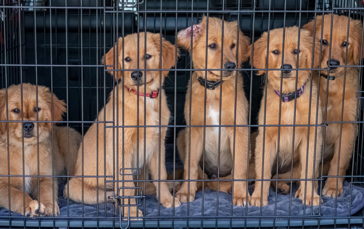 alèses d'entraînement pour chiot