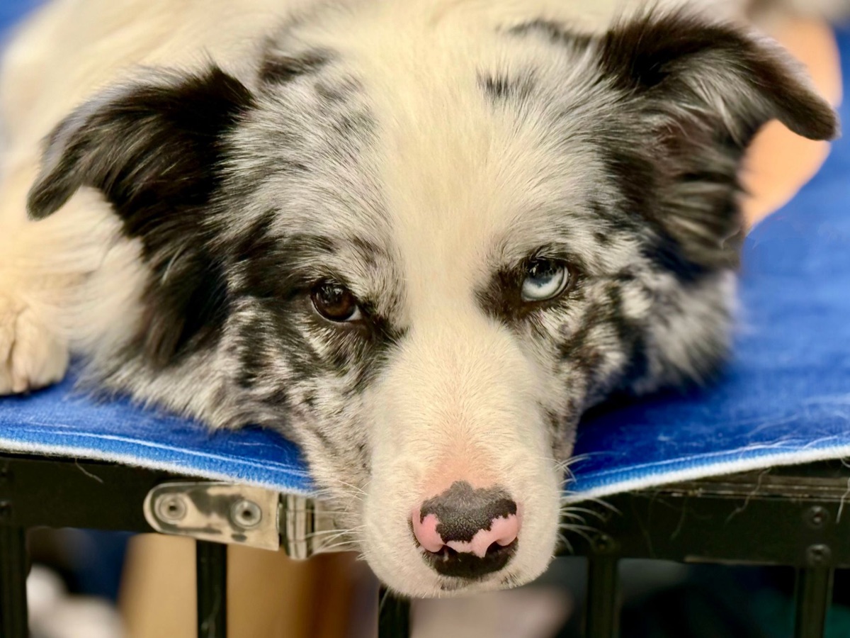 tappetini assorbenti per l'addestramento del cane