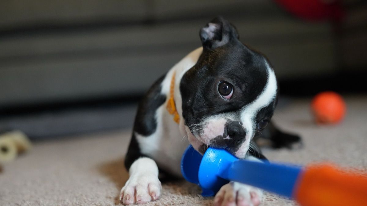 een puppy trainingsmatje voor de hygiëne