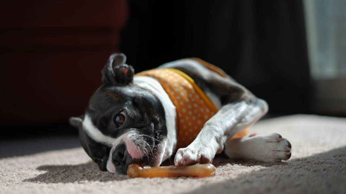 een kauwspeeltje voor een hond