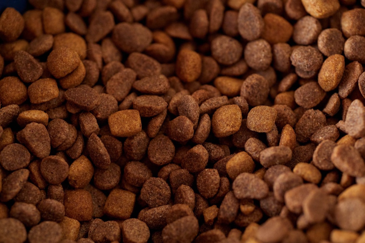 Tigela de comida para filhote de cachorro