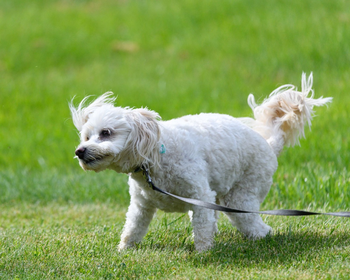 Tapete higiênico para treinamento de cães