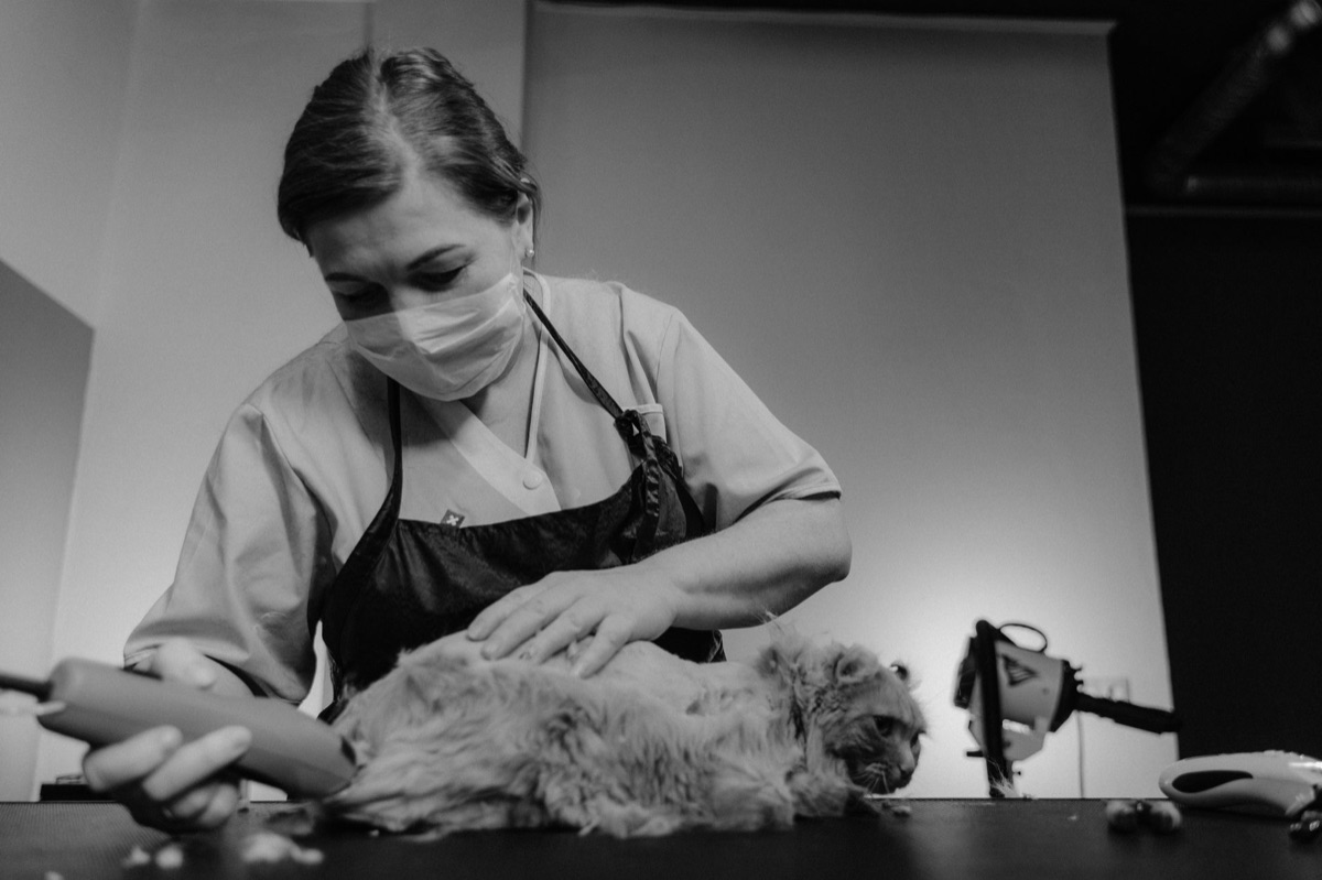 Katzenkrallenschere und Pflegewerkzeuge