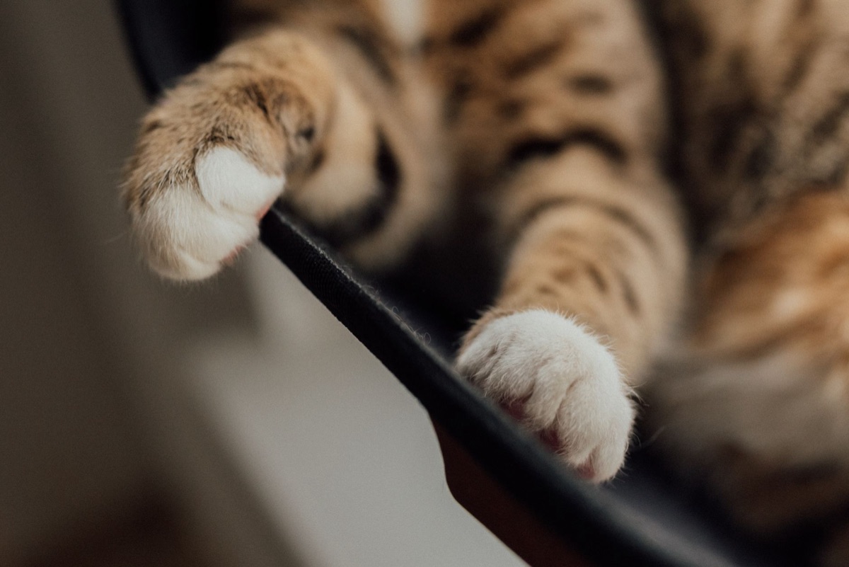 Nahaufnahme einer Katzenpfote