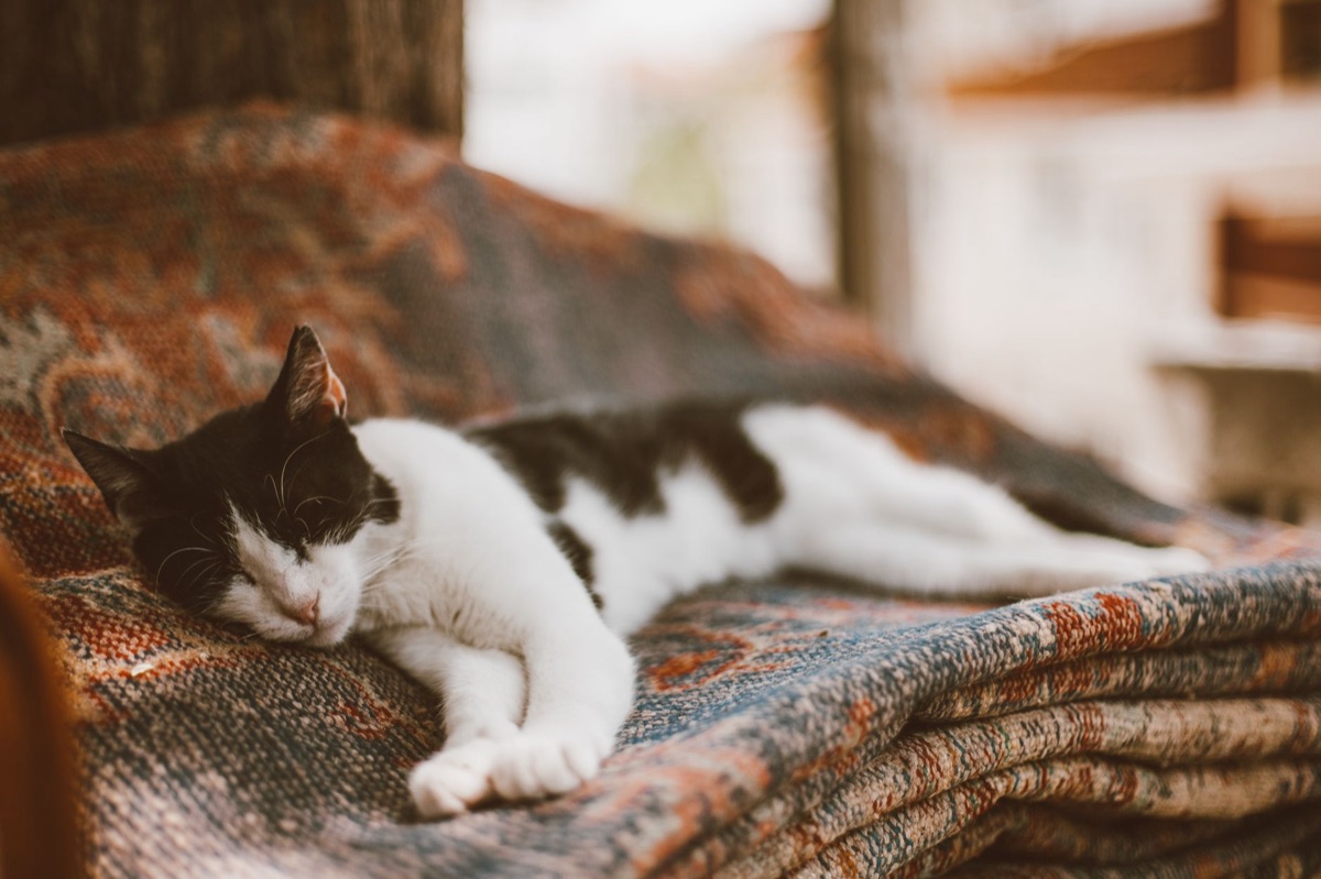 Entspannte Katze auf einer Decke