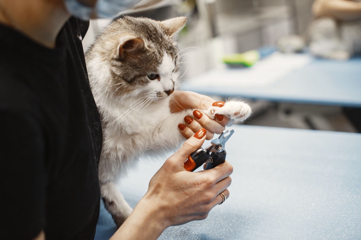 Professional cat nail trimming tools on a clean surface