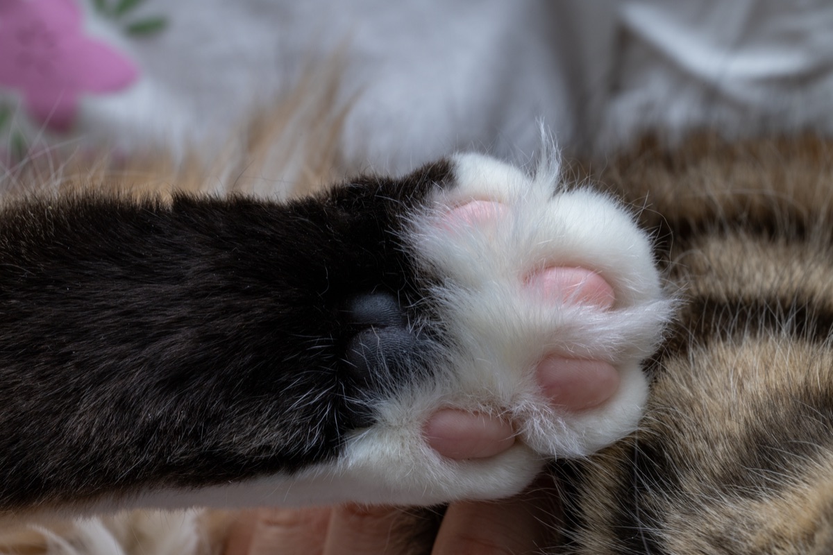 Close-up detail of a domestic cat's paw