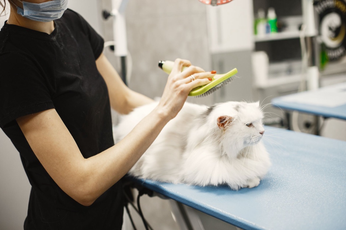 cortauñas para gatos y herramientas de aseo
