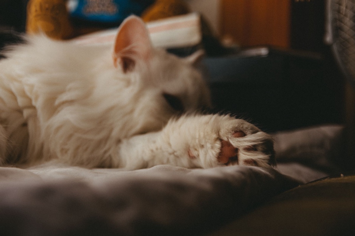 gato doméstico mostrando sus patas