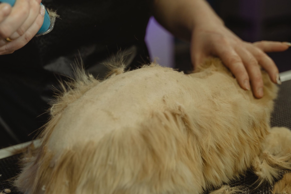 Coupe-griffes spécial pour chats sur une table de soin