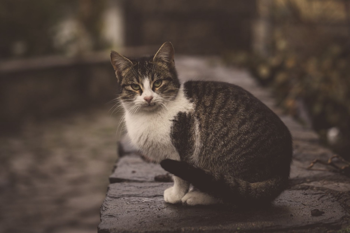 Un chat domestique calme prêt pour le toilettage
