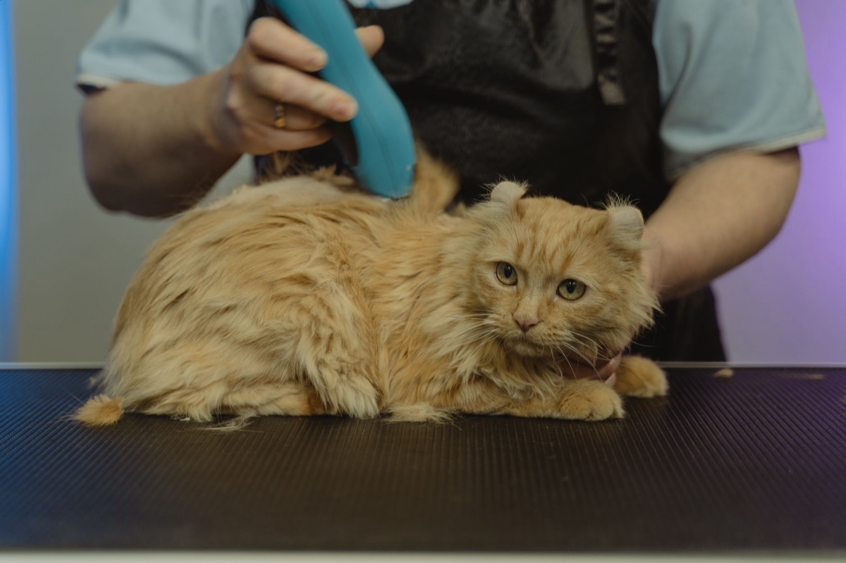 Kattennagelknippers voor verzorging