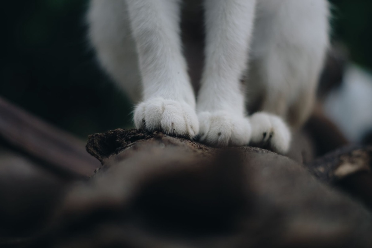 Close-up van een kattenpootje