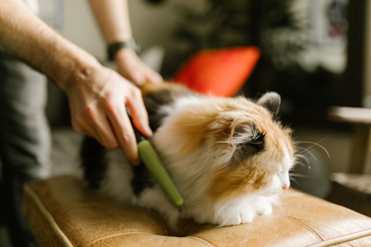Tesoura de unha para gatos profissional
