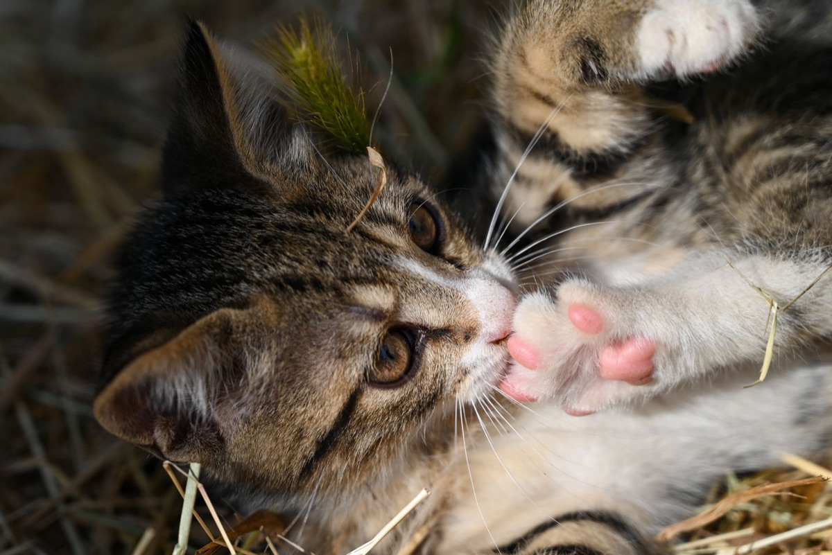 Close de patas de gato mostrando as unhas