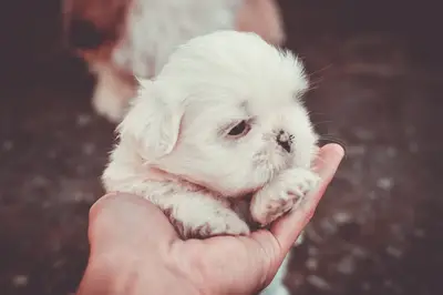 Comment assurer une Aération premier jour petit animal efficace ?