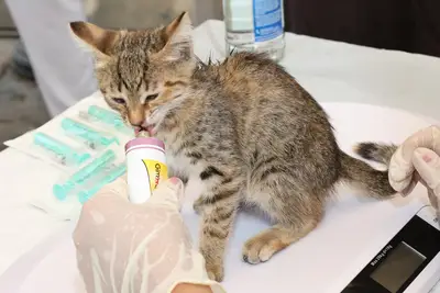Come preparare lo spazio per un piccolo animale domestico?