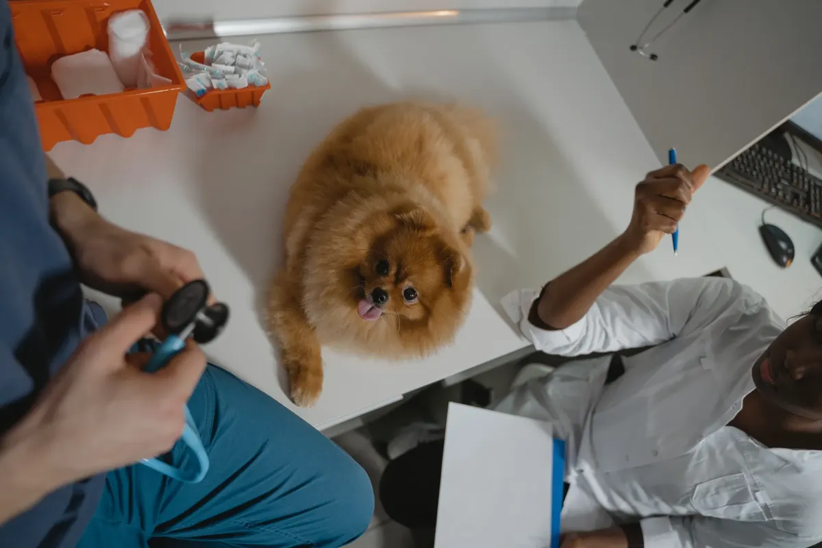A fluffy Pomeranian dog receiving a medical checkup at a veterinary clinic, attended by professionals.