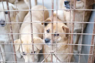 Pourquoi établir une liste contrôle avant adoption animal ?