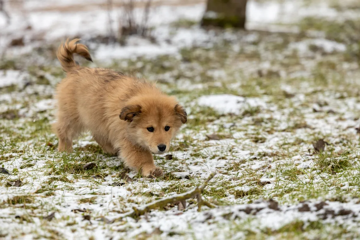 dog, pet, adoption, nature, rescue, cute, animal
