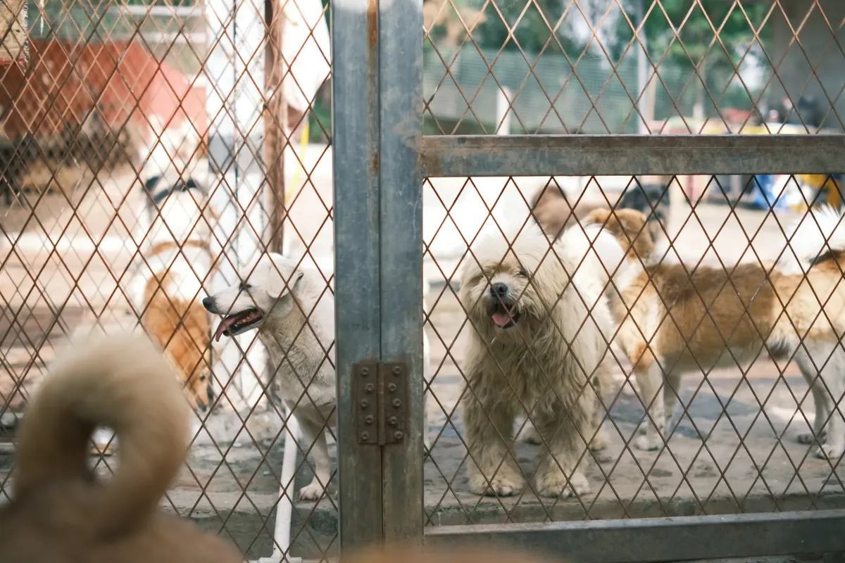 A group of happy dogs standing behind a fence in an animal shelter yard.