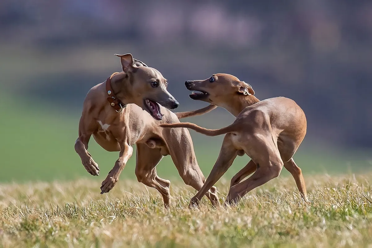 dog, pet, play, italian greyhound, puppy, cuddle, animal, nature, outdoor, body, friendship, happiness, playground, freedom, childhood, leisure, purity, light,