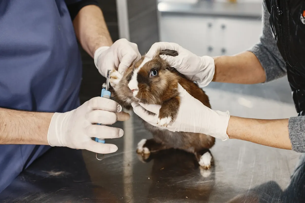 ペットのケアに焦点を当てたクローズアップ。ベビーポンチのケアを受けるペットを veterinary clinic で撮影した写真。