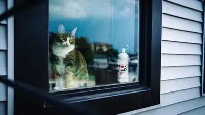 Nuovo animale ventilazione guida: consigli per aria pet nuovo