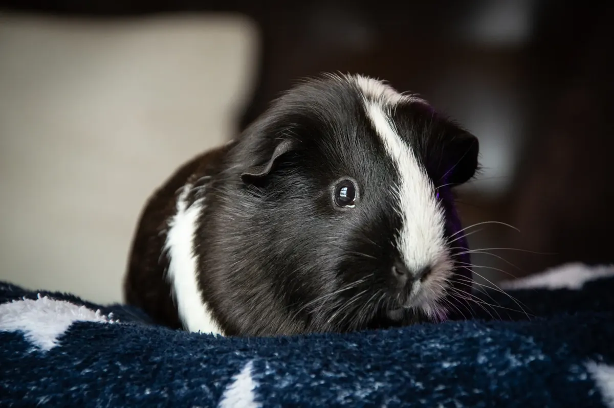 Close-up of a cute black and white guinea pig resting indoors. Ideal for pet lovers.