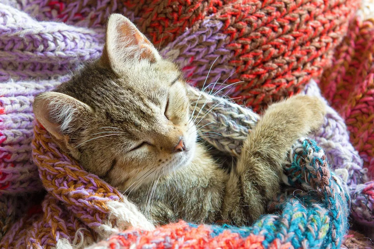 kitten, cat, kitty, pet, home, nature, dream, cute, animal, small, kid