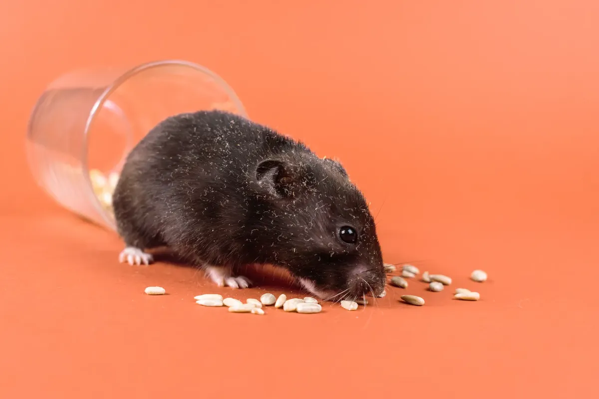 Adorable black hamster nibbling seeds spilled from a cup on a vivid orange background.
