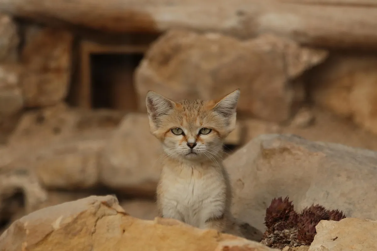 動物、ペット、猫、サハラ、動物、アラビア半島、繁殖プログラム、動物園、ルミニー